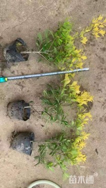 高度30厘米黄金枸骨