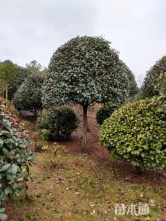 13公分红叶石楠