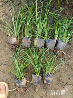 高度20厘米麦冬