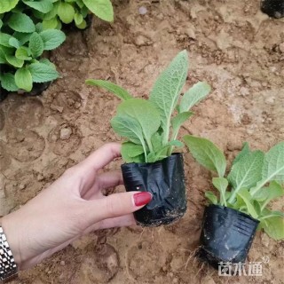 高度12厘米毛地黄