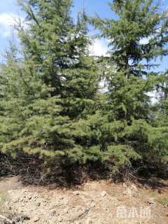高度1000厘米雪松