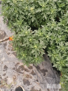 高度25厘米荷兰菊
