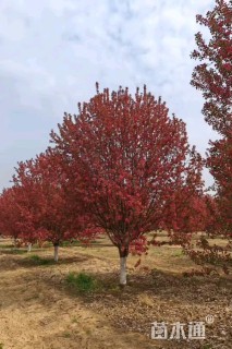 24公分绚丽海棠