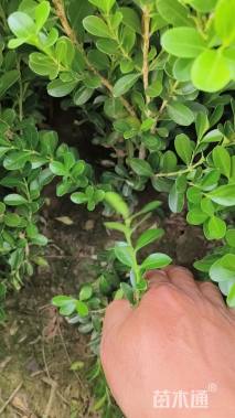 高度25厘米小叶黄杨