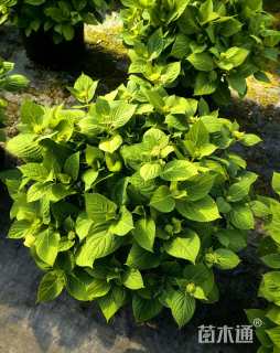 高度40厘米无尽夏绣球