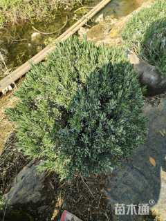 高度30厘米薰衣草