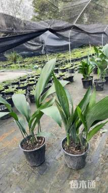 高度50厘米一叶兰