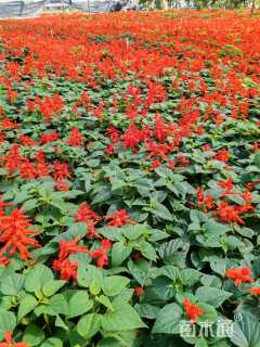 高度25厘米一串红