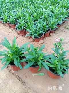 高度10厘米五彩石竹