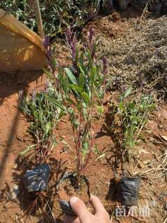 高度26厘米千鸟花