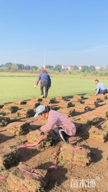 草卷状中华结缕草