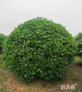 冠幅180厘米海桐球