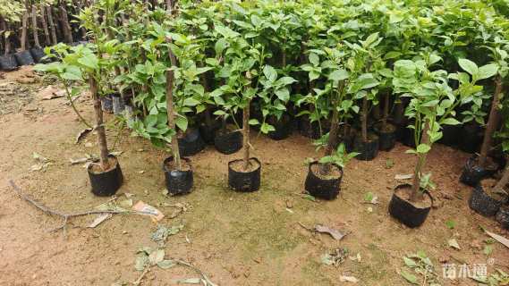 高度25厘米云南紫