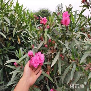 高度80厘米丛生夹竹桃