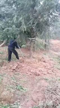 高度800厘米雪松