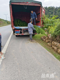 高度120厘米塔柏