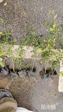 高度50厘米云南黄馨