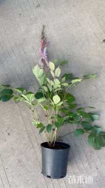 高度20厘米落新妇