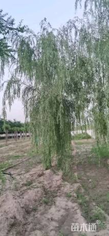 12公分垂柳