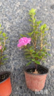 高度30厘米杜鹃