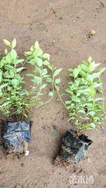 高度25厘米金山绣线菊