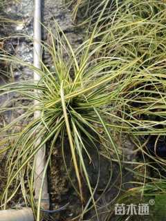 高度30厘米金叶苔草