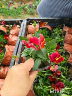 高度20厘米三色堇