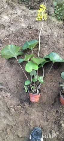 高度30厘米大吴风草