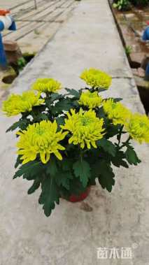 高度20厘米菊花