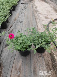 高度20厘米美女樱