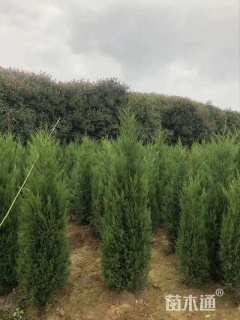 高度100厘米塔柏