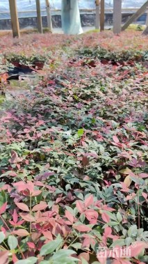 高度35厘米南天竹