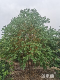 50公分丛生乌桕