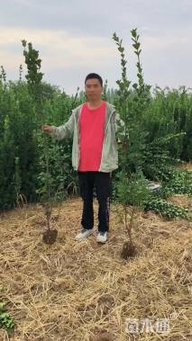 高度170厘米北海道黄杨