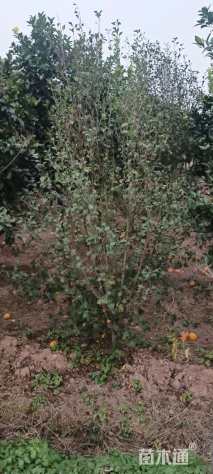 高度200厘米木槿