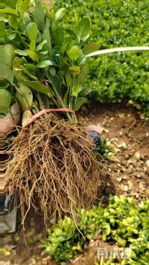 高度15厘米北海道黄杨小苗