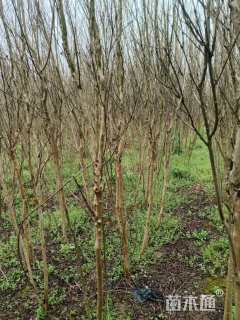 高度220厘米美国三红紫薇