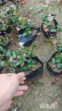 30厘米花叶络石