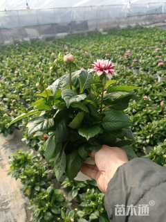 高度15厘米小丽花