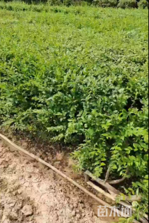 高度40厘米金叶女贞