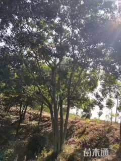 40公分(3杆)丛生朴树