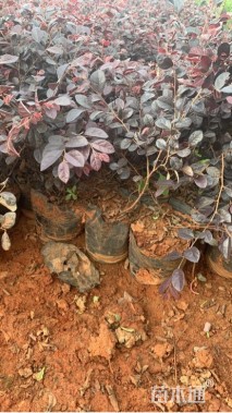 高度30厘米红花继木