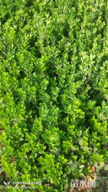 高度30厘米大叶黄杨