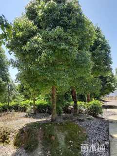 40公分香樟
