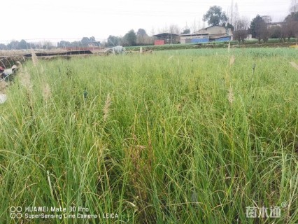 高度30厘米矮蒲苇