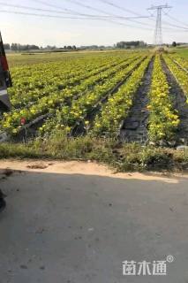 高度30厘米月季