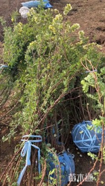 高度150厘米黄刺玫