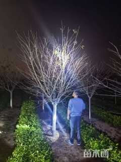 6公分染井吉野樱