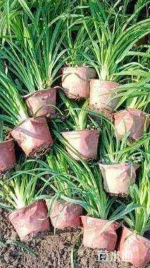 高度5厘米金娃娃萱草