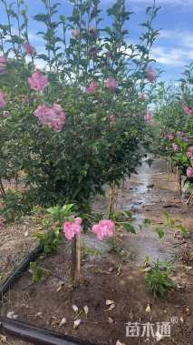 高度80厘米重瓣木槿